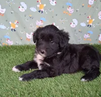 Velvet , a female Poodle - Miniature  and Miniature Australian Shepherd for sale in Ashland, OH – 4 of 8