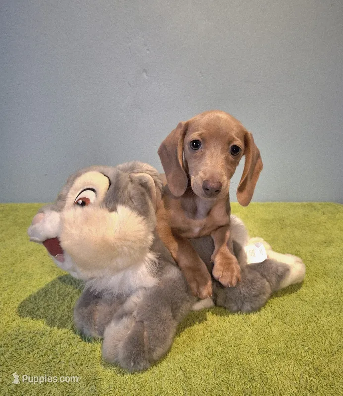 Lavander Rose – Miniature Dachshund puppy for sale in Ashland, OH