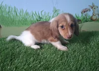 Arlo, a male Miniature Dachshund for sale in Ashland, OH – 3 of 9