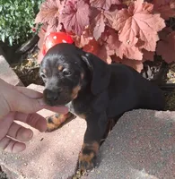 Rose, a female Miniature Dachshund for sale in Ashland, OH – 4 of 7