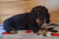 Dale, a male Miniature Dachshund for sale in Ashland, OH – 2 of 8