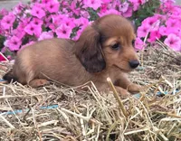 Waffles, a male Miniature Dachshund for sale in Ashland, OH – 2 of 5