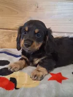 Chip, a male Miniature Dachshund for sale in Ashland, OH – 4 of 8