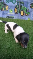 Snoopy , a male Miniature Dachshund for sale in Ashland, OH – 5 of 8