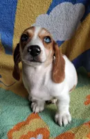 Winston , a male Miniature Dachshund for sale in Ashland, OH – 2 of 7