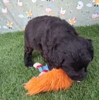 Bear, a male Poodle - Miniature  and Miniature Australian Shepherd for sale in Ashland, OH – 5 of 8