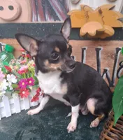 Yoshi, a male Chihuahua for sale in Ashland, OH – 6 of 7