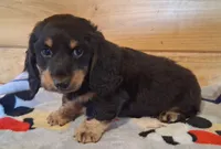 Dale, a male Miniature Dachshund for sale in Ashland, OH – 4 of 8