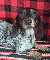 Snoopy , a male Miniature Dachshund for sale in Ashland, OH – 6 of 8