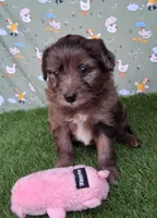 Mocha , a female Poodle - Miniature  and Miniature Australian Shepherd for sale in Ashland, OH – 1 of 8