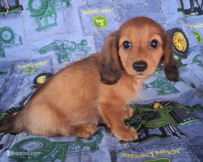 Waffles – Miniature Dachshund puppy for sale in Ashland, OH