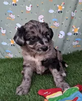 Dasher, a male Poodle - Miniature  and Miniature Australian Shepherd for sale in Ashland, OH – 4 of 8
