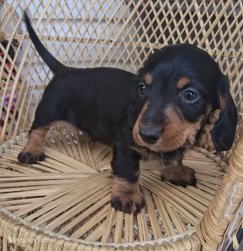 Gizmo – Miniature Dachshund puppy for sale in Ashland, OH
