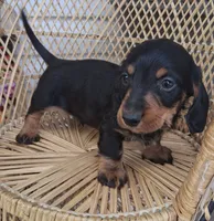 Gizmo, a male Miniature Dachshund for sale in Ashland, OH – 1 of 8