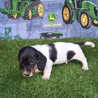 Snoopy , a male Miniature Dachshund for sale in Ashland, OH – 4 of 8