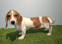 Banana, a male Miniature Dachshund for sale in Ashland, OH – 2 of 7