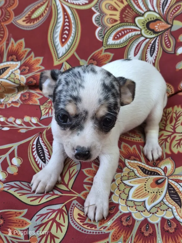 Sky – Chihuahua, Toy Fox Terrier puppy for sale in Ashland, OH