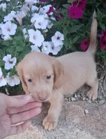 Chester, a male Miniature Dachshund for sale in Ashland, OH – 4 of 6