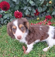 Snickers , a male Miniature Dachshund for sale in Ashland, OH – 2 of 8