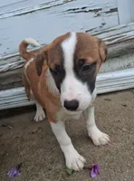 Daisy, a female Jack Russell Terrier and Cardigan Welsh Corgi for sale in Ashland, OH – 2 of 6