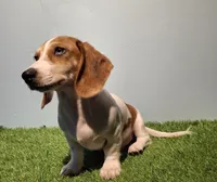 Banana, a male Miniature Dachshund for sale in Ashland, OH – 3 of 7