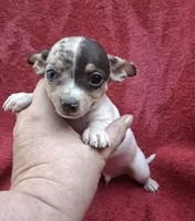 Specs, a male Chihuahua and Toy Fox Terrier for sale in Ashland, OH – 3 of 6