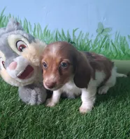 Milo, a male Miniature Dachshund for sale in Ashland, OH – 4 of 9