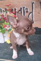 Yoshi, a male Chihuahua for sale in Ashland, OH – 3 of 7