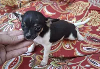 Cricket, a female Chihuahua and Toy Fox Terrier for sale in Ashland, OH – 2 of 6