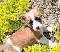 Buttercup, a female Jack Russell Terrier and Miniature Dachshund for sale in Ashland, OH – 2 of 6