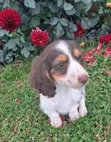 Snickers , a male Miniature Dachshund for sale in Ashland, OH – 3 of 8