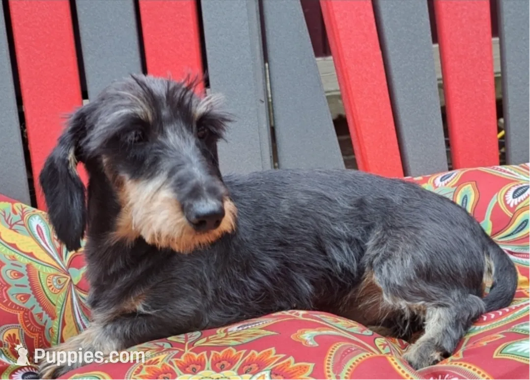 Cricket AKC, a female Miniature Dachshund for sale in Ashland, OH – Photo 7 of 7