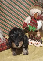 Cricket AKC, a female Miniature Dachshund for sale in Ashland, OH – Photo 5 of 7