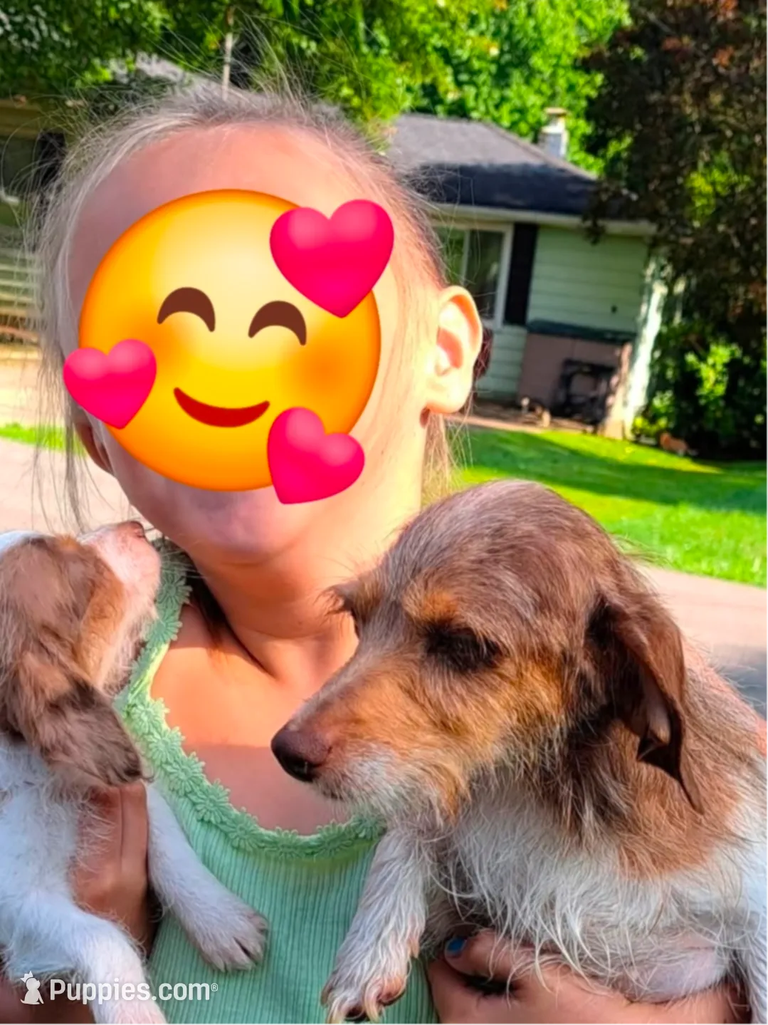 Cricket AKC, a female Miniature Dachshund for sale in Ashland, OH – Photo 6 of 7