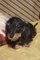 Cricket AKC, a female Miniature Dachshund for sale in Ashland, OH – Photo 2 of 7