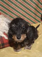 Cricket AKC, a female Miniature Dachshund for sale in Ashland, OH – Photo 1 of 7