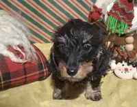 Cricket AKC, a female Miniature Dachshund for sale in Ashland, OH – Photo 4 of 7