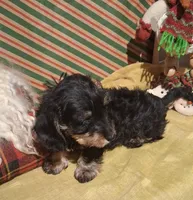 Cricket AKC, a female Miniature Dachshund for sale in Ashland, OH – Photo 3 of 7