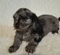 Jazzy, a female Shih Tzu and Miniature Dachshund for sale in Ashland, OH – Photo 1 of 8