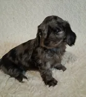 Jazzy, a female Shih Tzu and Miniature Dachshund for sale in Ashland, OH – Photo 2 of 8