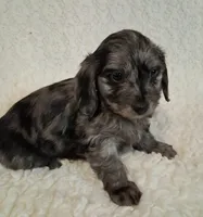 Jazzy, a female Shih Tzu and Miniature Dachshund for sale in Ashland, OH – Photo 6 of 8