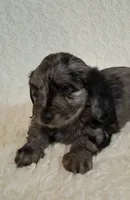 Jazzy, a female Shih Tzu and Miniature Dachshund for sale in Ashland, OH – Photo 4 of 8