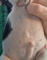Spanky, a female Jack Russell Terrier and Miniature Dachshund for sale in Ashland, OH – 7 of 9