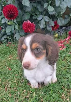 Snickers , a male Miniature Dachshund for sale in Ashland, OH – 4 of 8