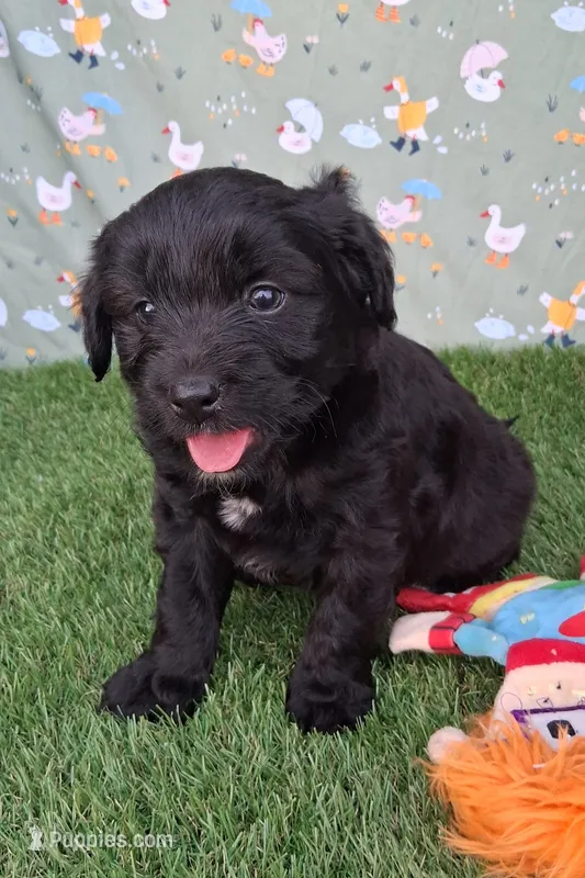 Bear – Poodle - Miniature , Miniature Australian Shepherd puppy for sale in Ashland, OH