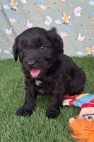 Bear, a male Poodle - Miniature  and Miniature Australian Shepherd for sale in Ashland, OH – 1 of 8