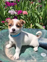 Cracker Jack , a male Jack Russell Terrier and Miniature Dachshund for sale in Ashland, OH – 5 of 7