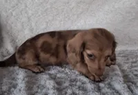 Bubbles, a female Miniature Dachshund for sale in Ashland, OH – 6 of 8