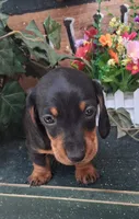 Grover, a male Miniature Dachshund for sale in Ashland, OH – 4 of 7