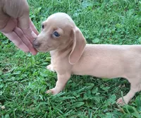 Lavander Rose, a female Miniature Dachshund for sale in Ashland, OH – 2 of 7